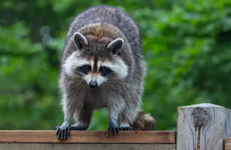 Raccoon on a fence