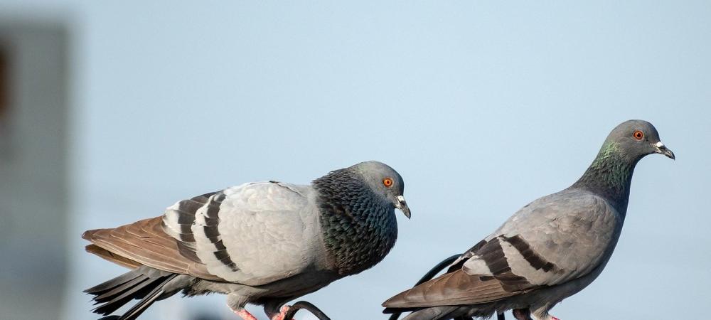 pigeons perched outside