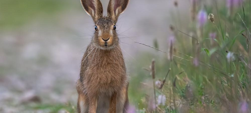 rabbit standing in a field