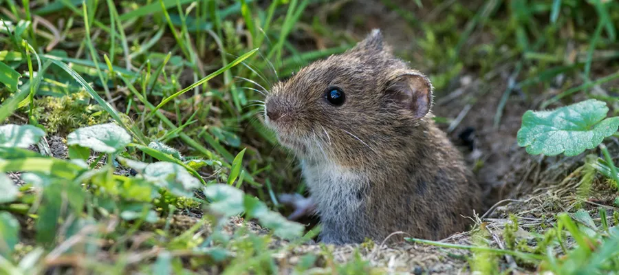 How to Catch a Vole with a Live Trap