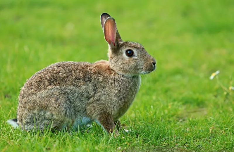 What Do Wild Rabbits Eat? — Whitmore Pest & Wildlife Control Services │  Denver Colorado