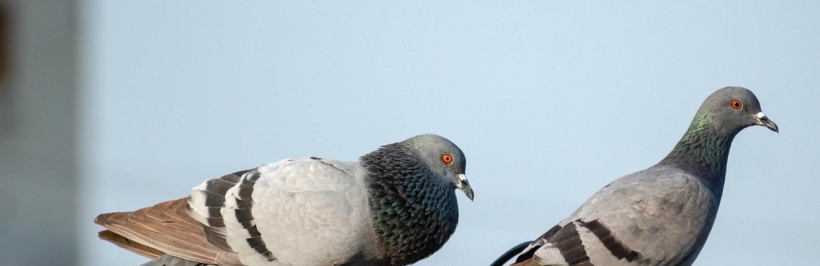 pigeons perched outside