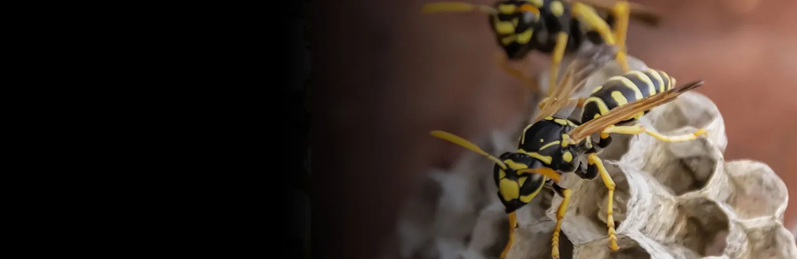 Bees on nest
