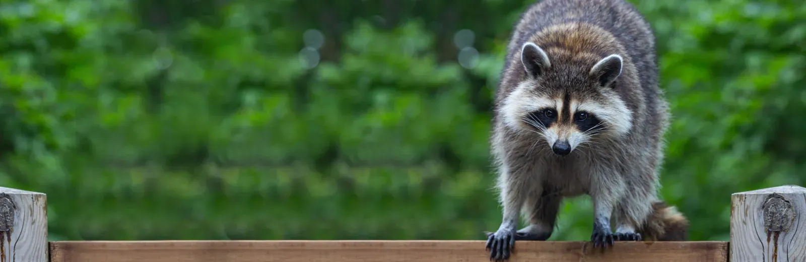 Raccoon on a fence