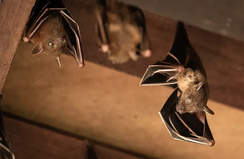 bats in an attic