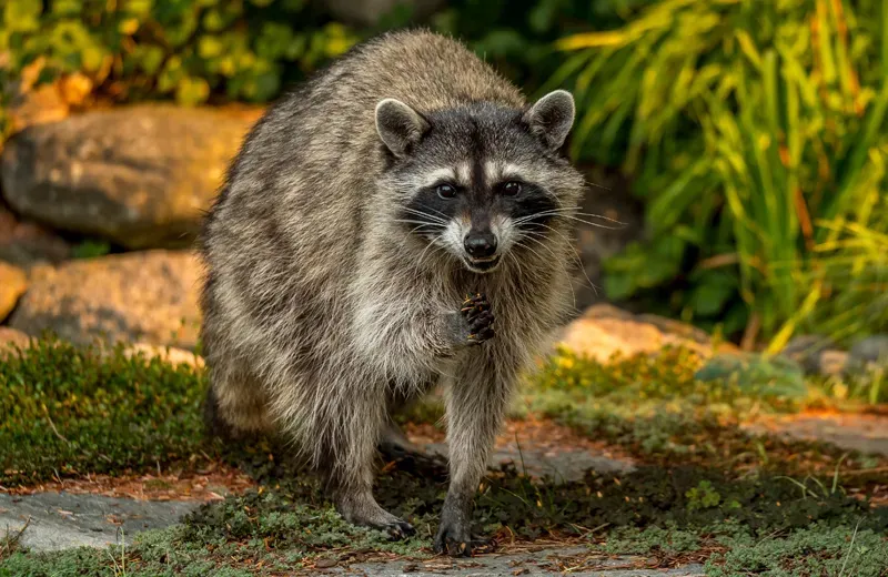 Raccoon outside house