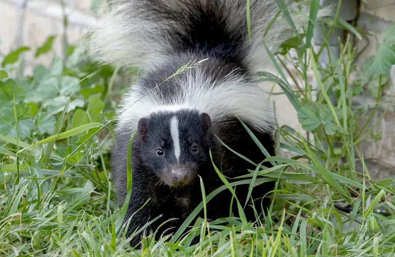 skunk outside of a house