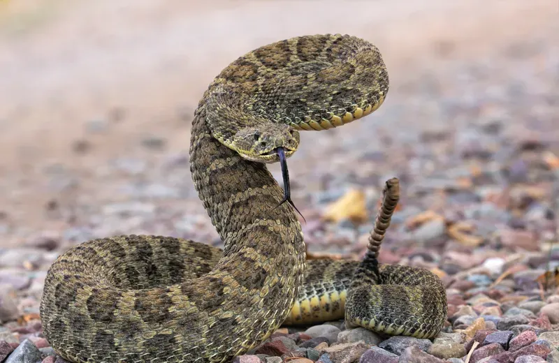 prairie rattlesnake