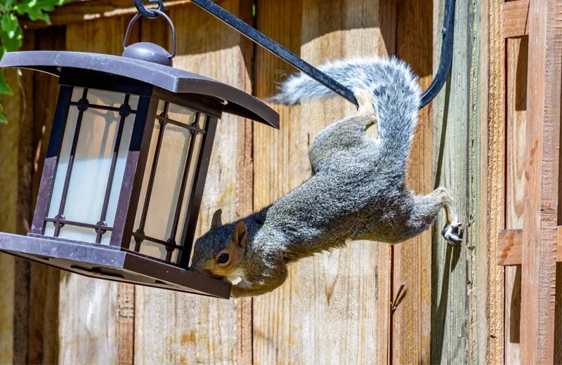 Squirrel hanging on a bird feeder