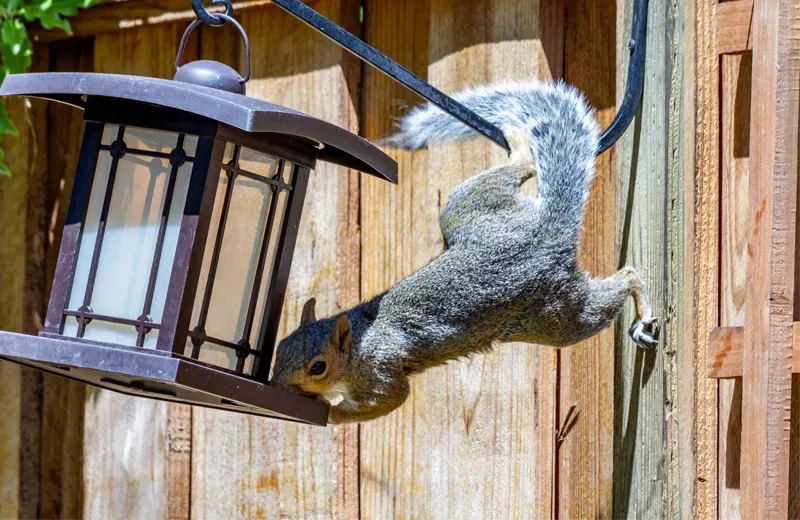 Squirrel Removal 