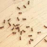 ants in the kitchen