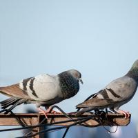 pigeons perched outside