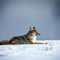 coyote laying outside in the snow