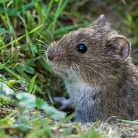 vole in grass