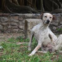 dog scratching because he has fleas