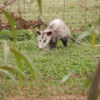 opossum in the yard
