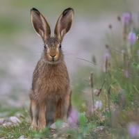 rabbit standing in a field