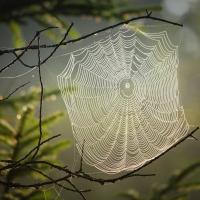 spider web