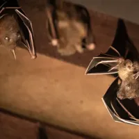 bats in an attic