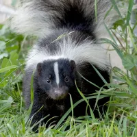 skunk outside of a house