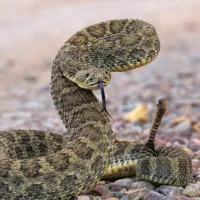 prairie rattlesnake