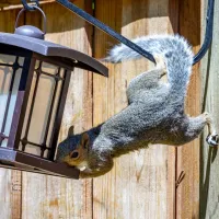 Squirrel hanging on a bird feeder