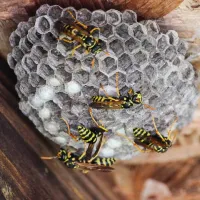 wasp control