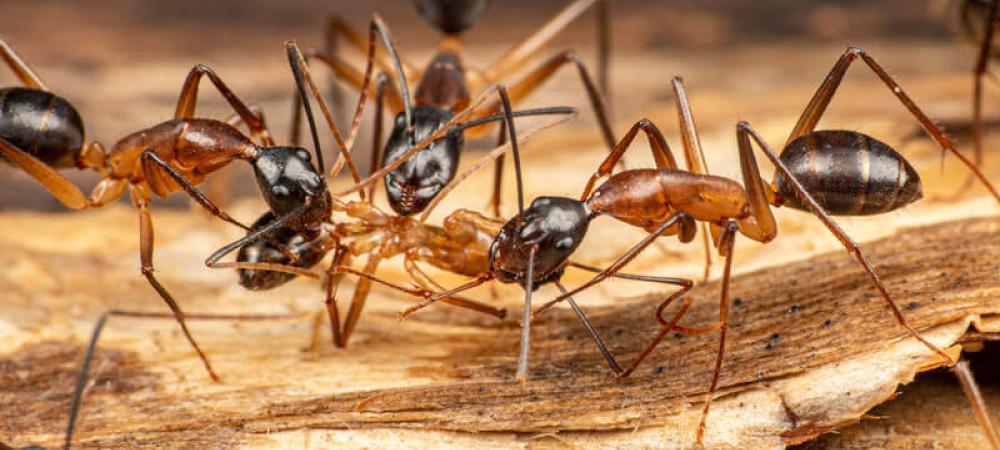 What do bugs sale eat