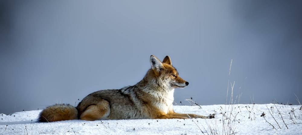 coyote laying outside in the snow