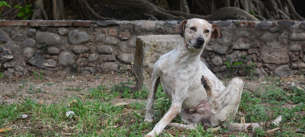 dog scratching because he has fleas