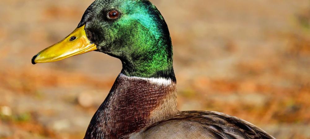 mallard duck outdoors