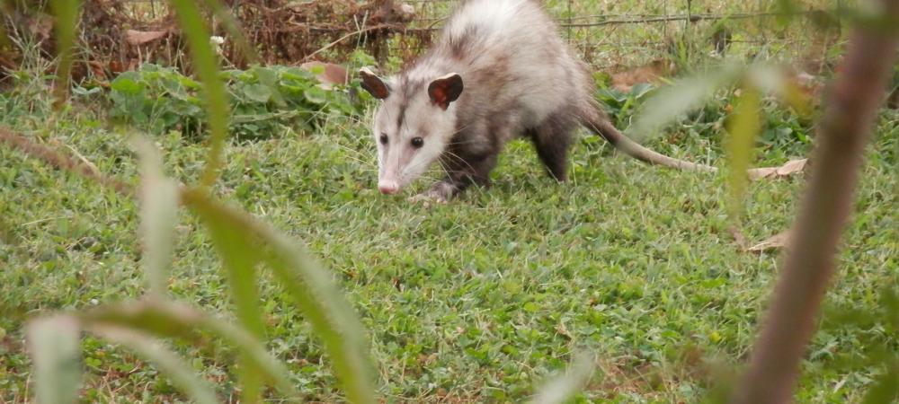 opossum in the yard