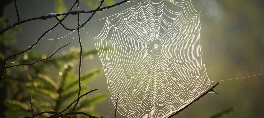 spider web