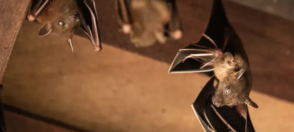 How To Keep Bats Away | 9 Easy Steps for Bat Prevention
