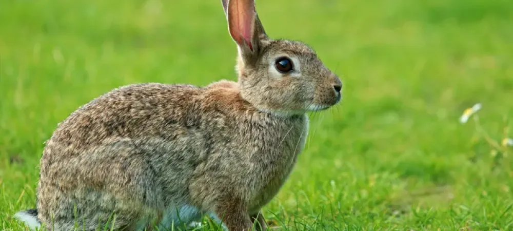 What Do Wild Rabbits Eat? — Whitmore Pest & Wildlife Control Services │  Denver Colorado
