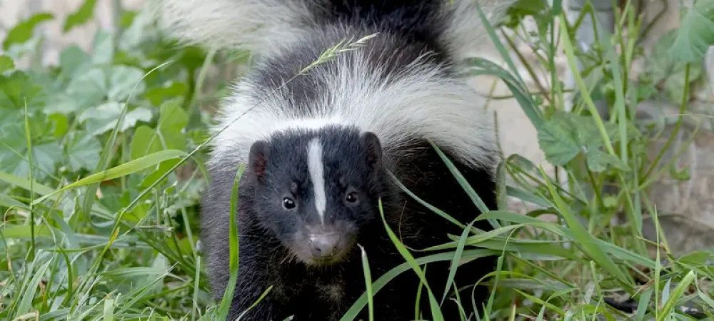 skunk outside of a house