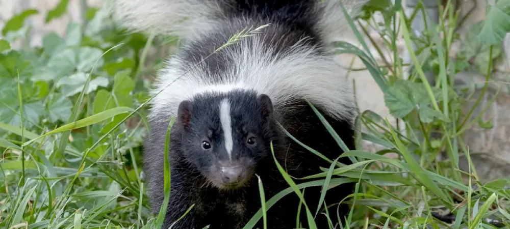 Best skunk smell remover online