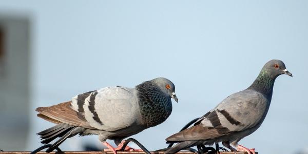 pigeons perched outside