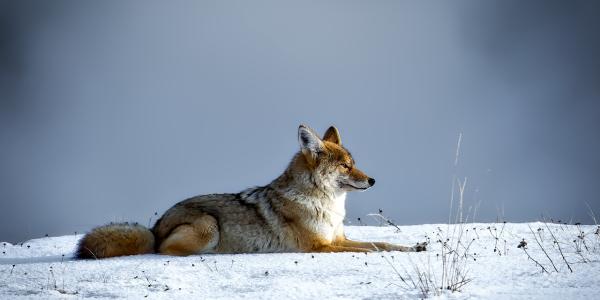 coyote laying outside in the snow