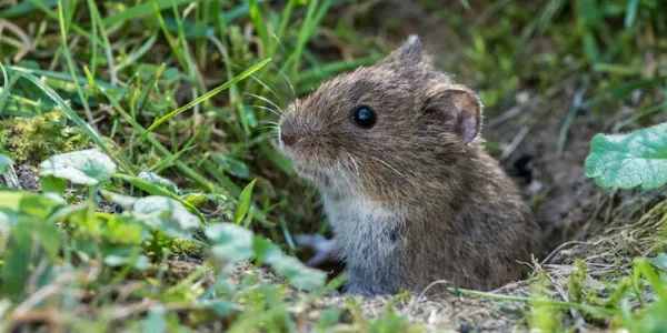 vole in grass
