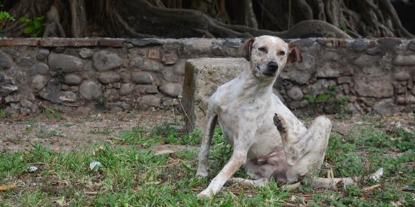 dog scratching because he has fleas