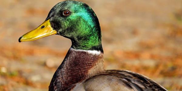 mallard duck outdoors