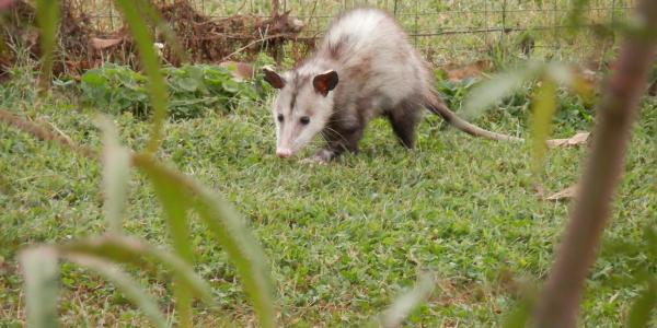 opossum in the yard