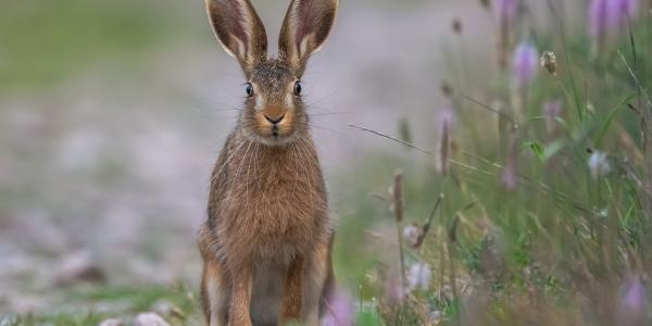 rabbit standing in a field