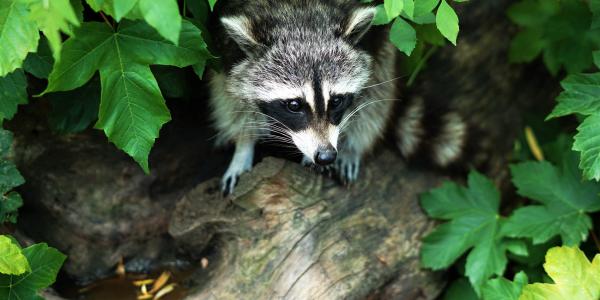 raccoon