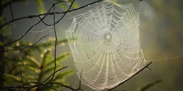 spider web