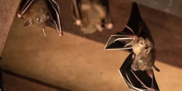 bats in an attic