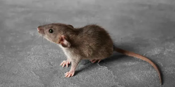 mouse inside of a home