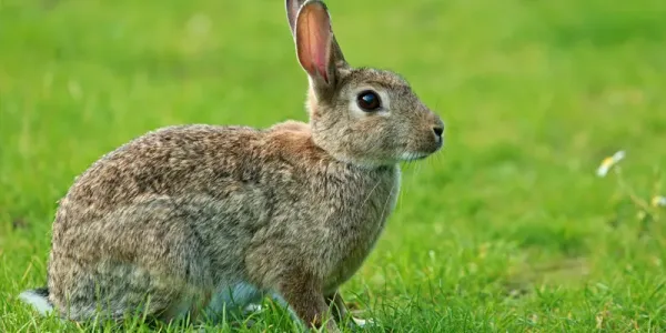 Rabbit control