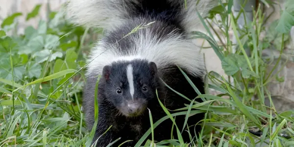 skunk outside of a house